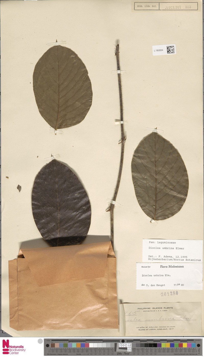 Macropsychanthus umbrinus photo 2