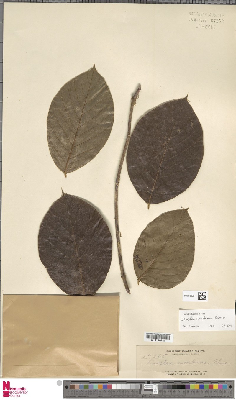Macropsychanthus umbrinus photo 3