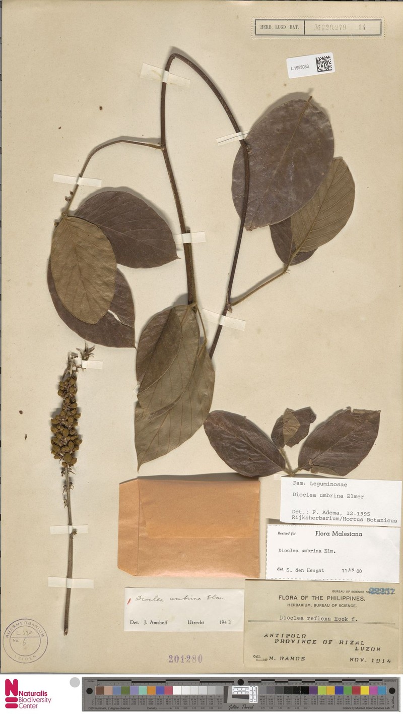 Macropsychanthus umbrinus photo 4