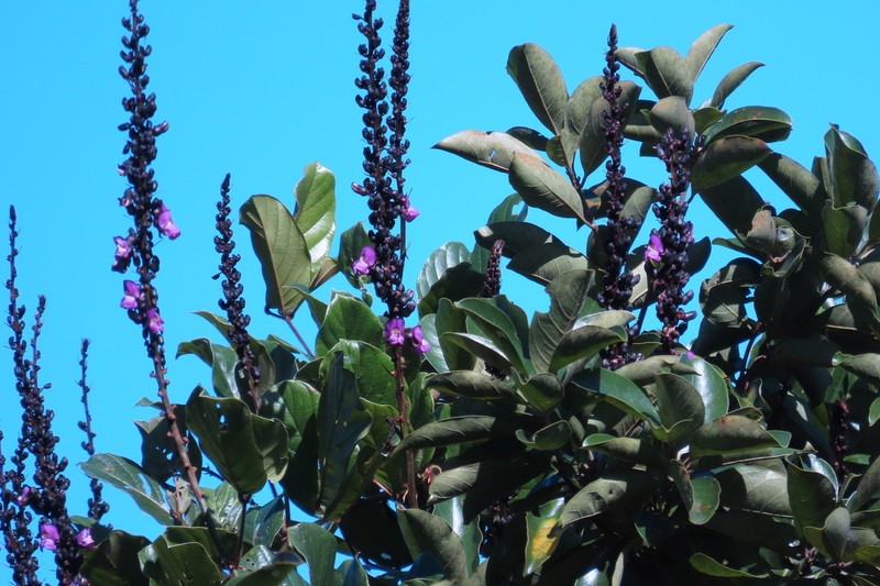 Macropsychanthus violaceus
