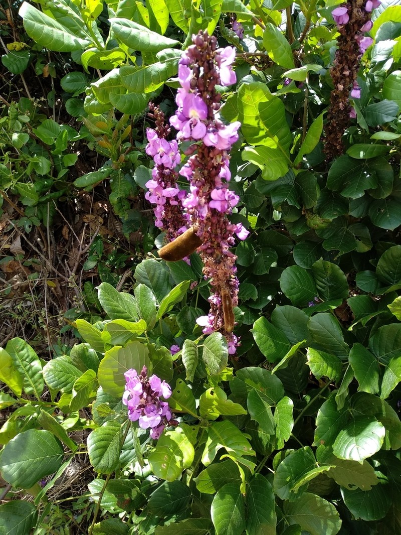 Macropsychanthus violaceus photo 2