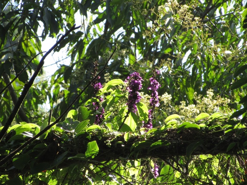 Macropsychanthus violaceus photo 3