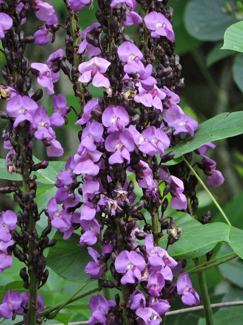 Macropsychanthus violaceus photo 4