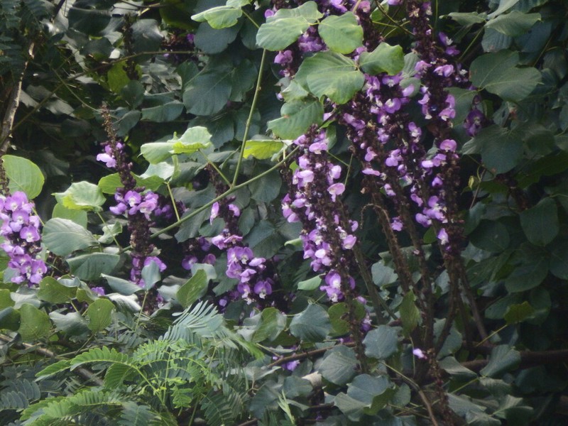 Macropsychanthus violaceus photo 5