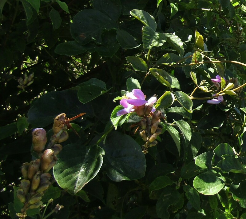 Macropsychanthus violaceus photo 6