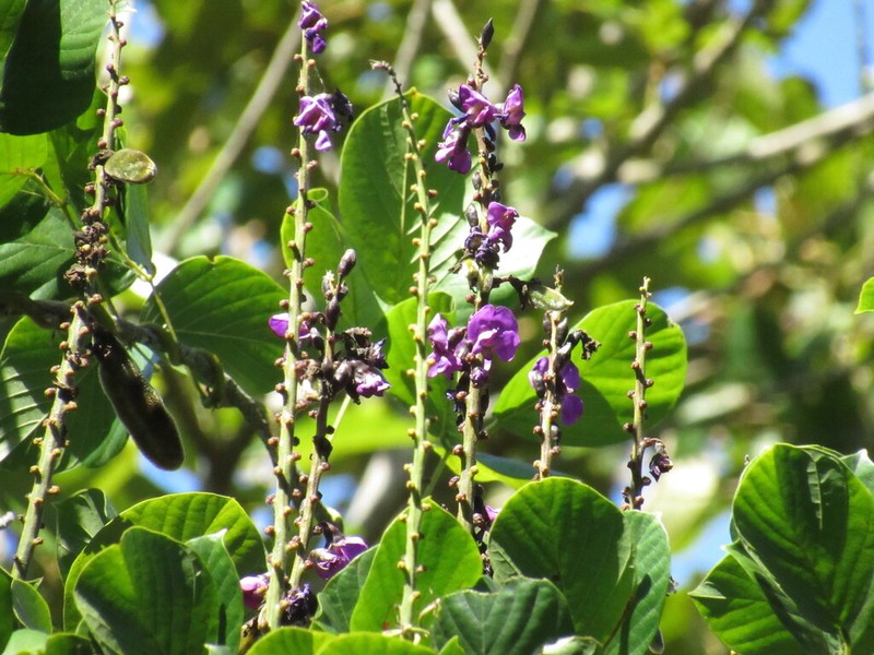 Macropsychanthus violaceus photo 7