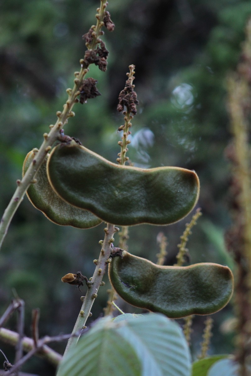 Macropsychanthus violaceus photo 8