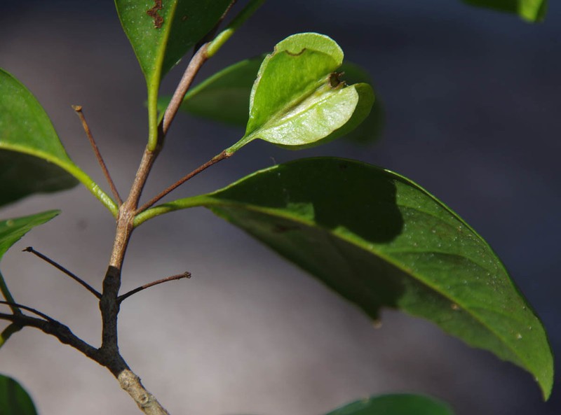 Macropteranthes fitzalanii