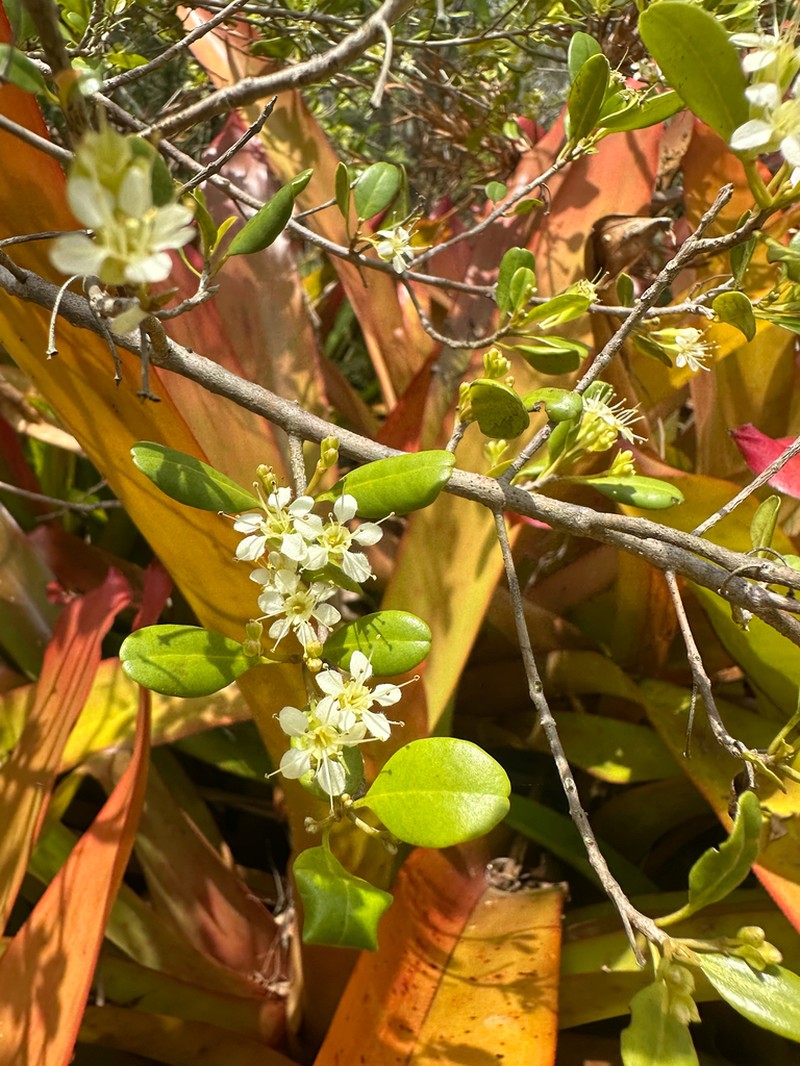 Macropteranthes fitzalanii photo 2