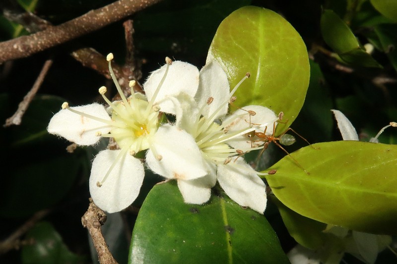 Macropteranthes fitzalanii photo 3