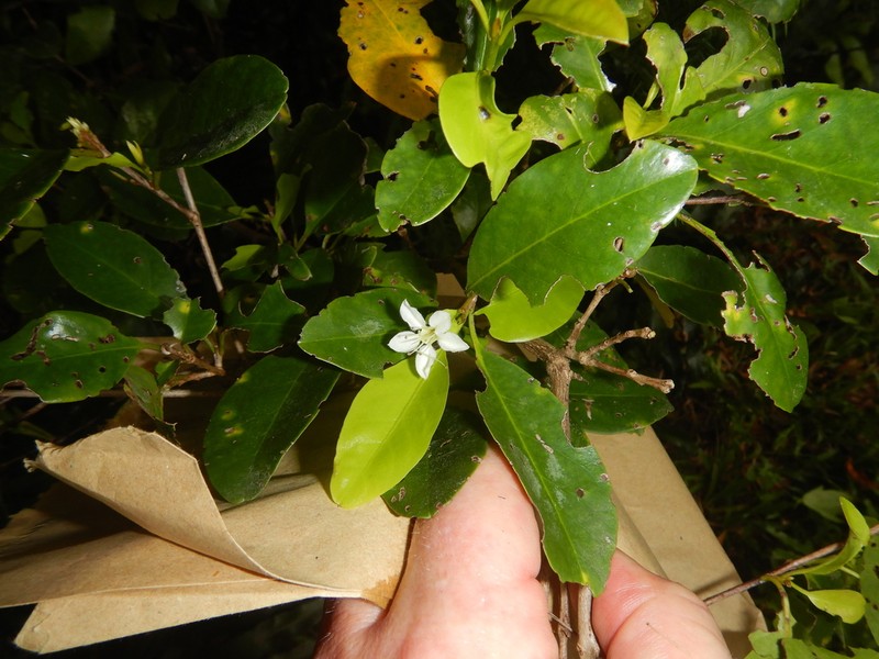 Macropteranthes fitzalanii photo 5