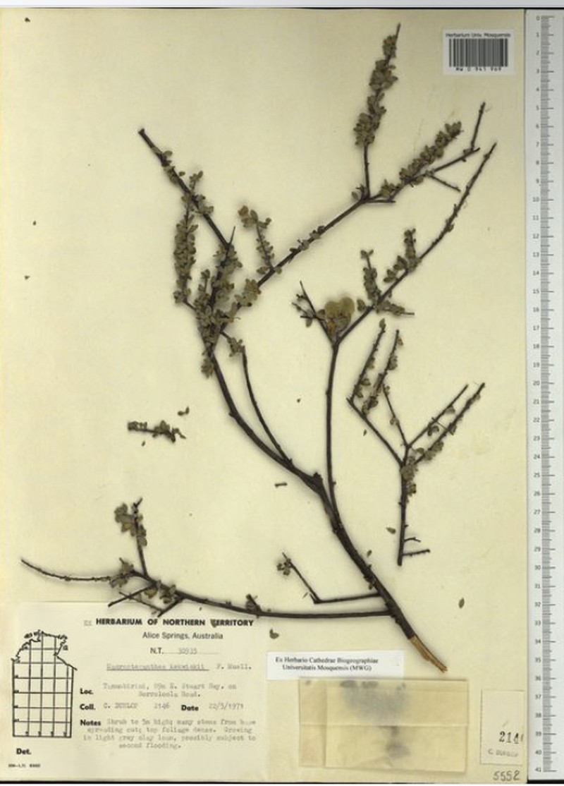 Macropteranthes kekwickii