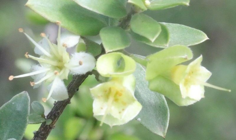 Macropteranthes kekwickii photo 2