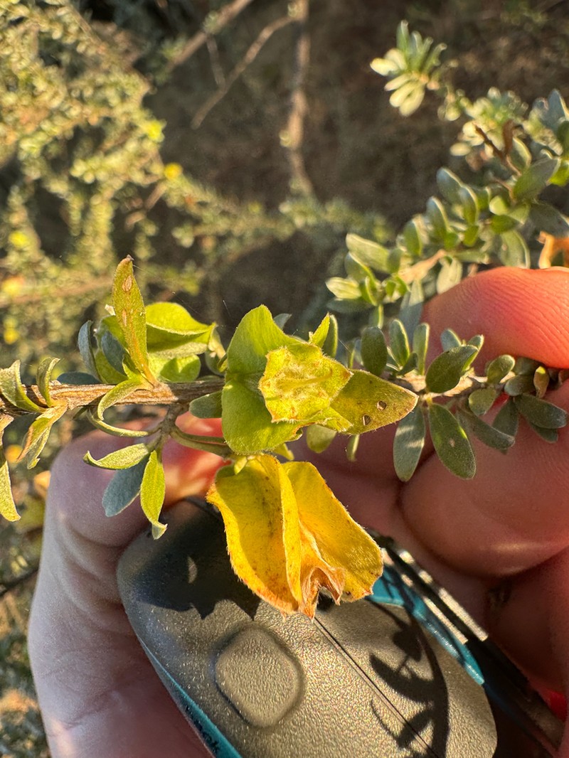 Macropteranthes kekwickii photo 4