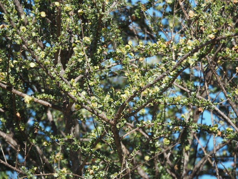 Macropteranthes kekwickii photo 5