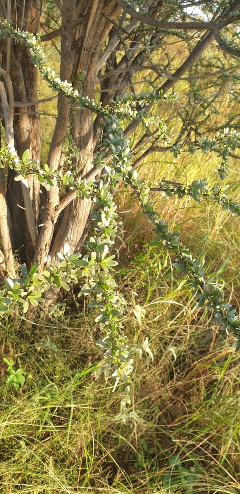 Macropteranthes kekwickii photo 6
