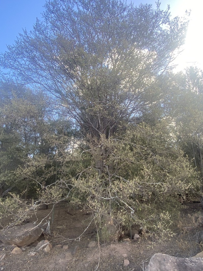 Macropteranthes leichhardtii photo 2