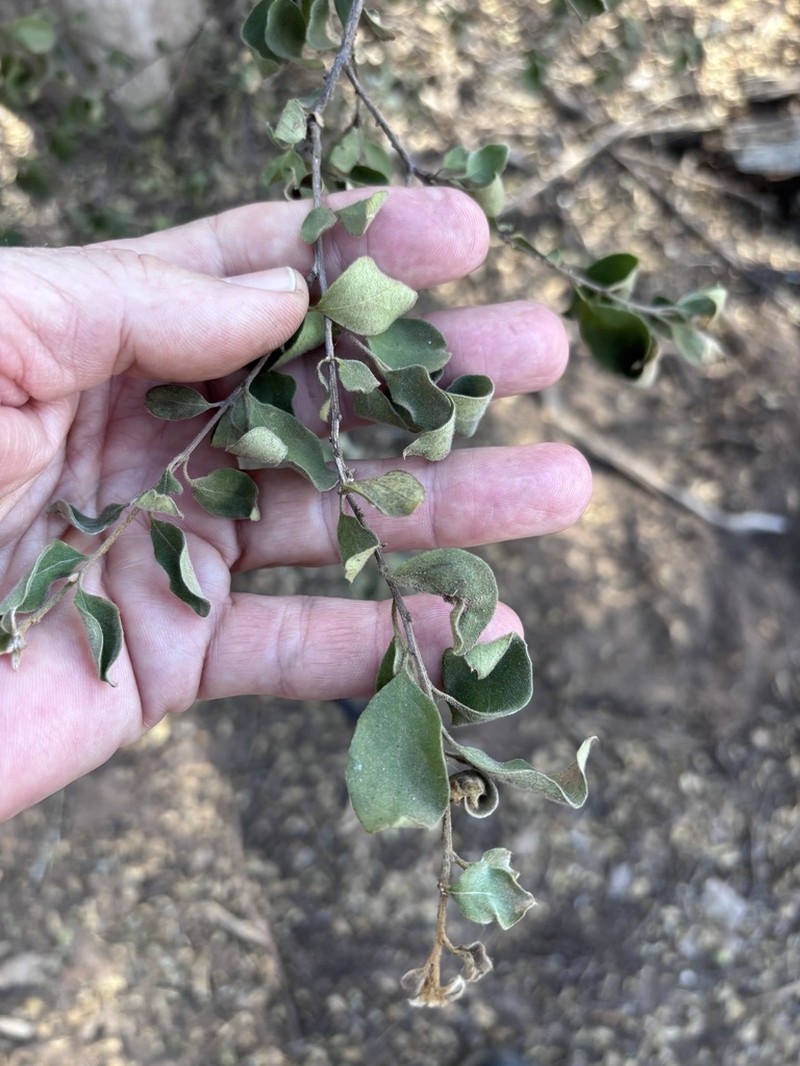 Macropteranthes leichhardtii photo 3