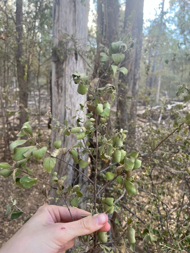 Macropteranthes leichhardtii photo 4
