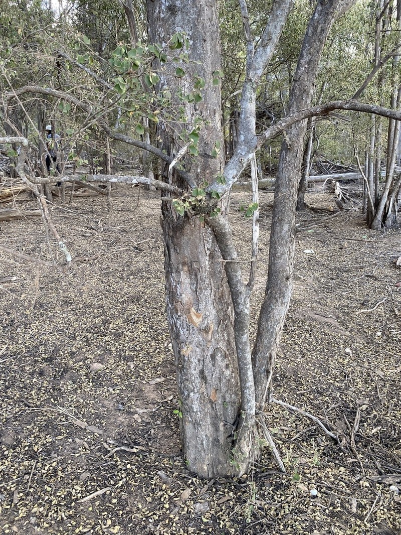 Macropteranthes leichhardtii photo 6