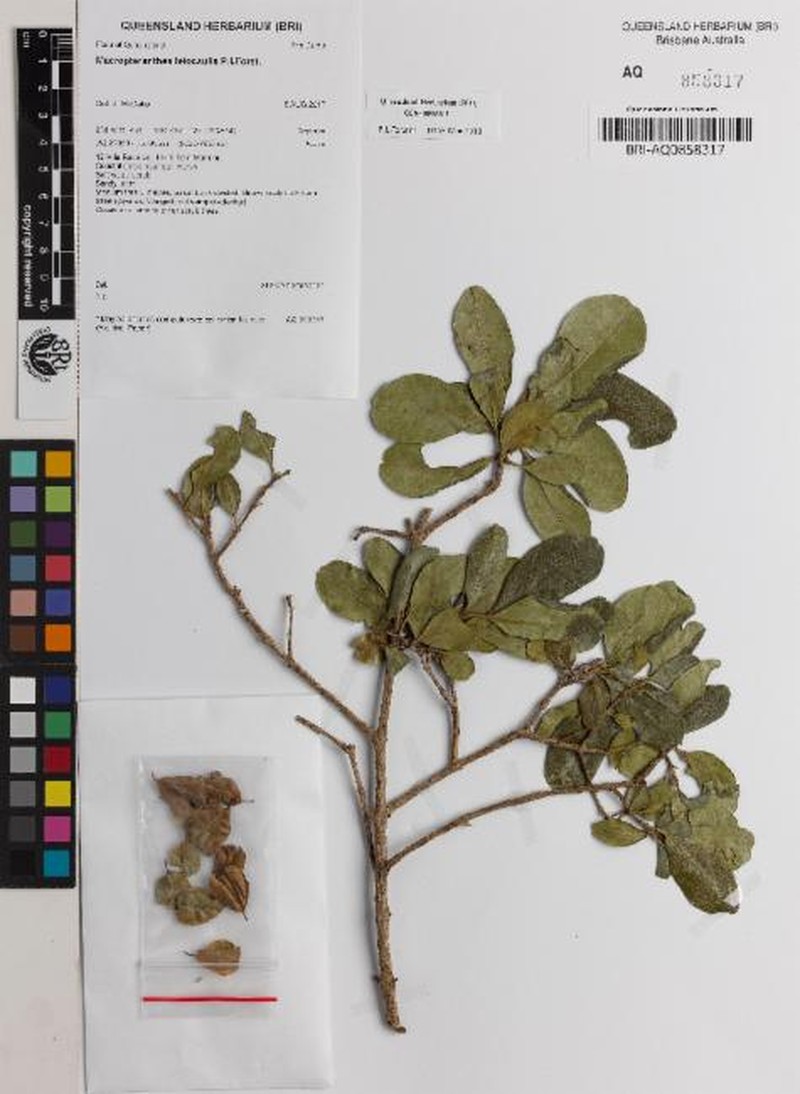 Macropteranthes leiocaulis