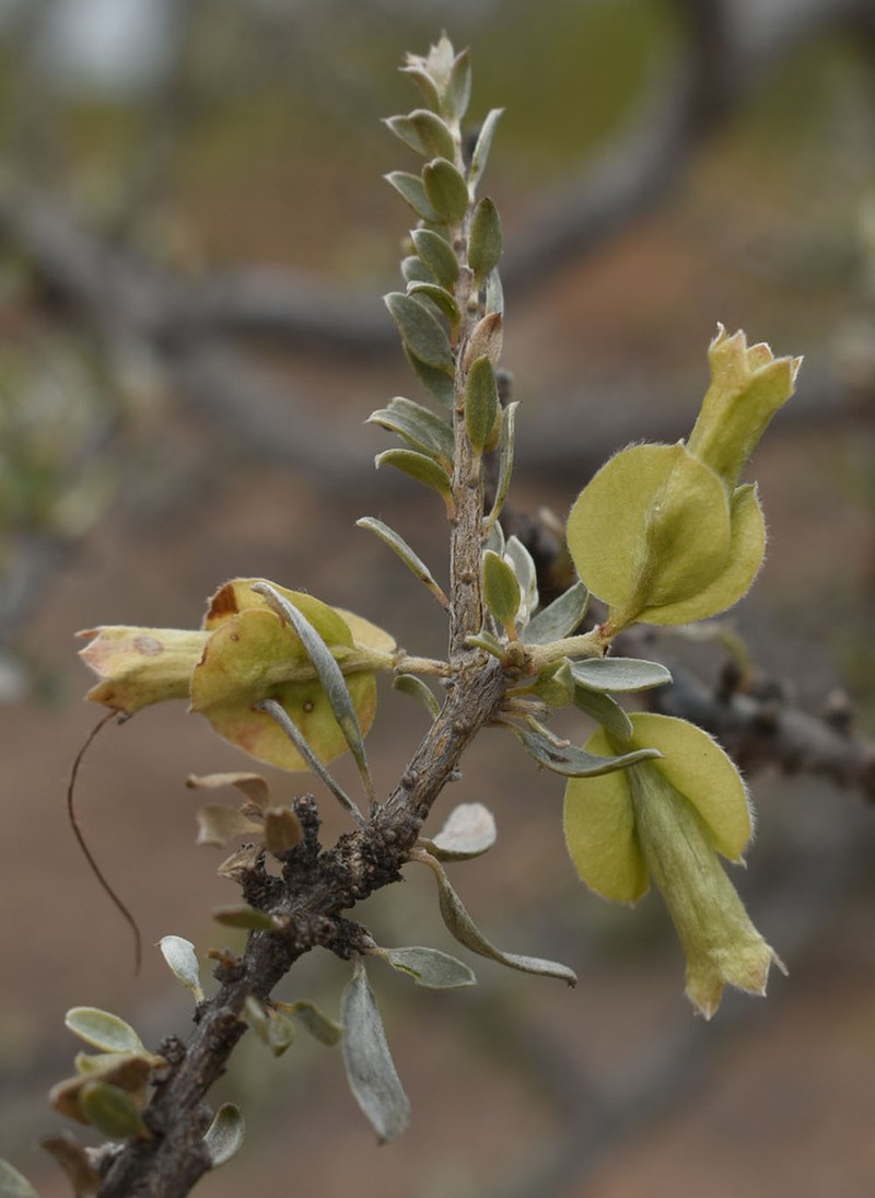 Macropteranthes montana