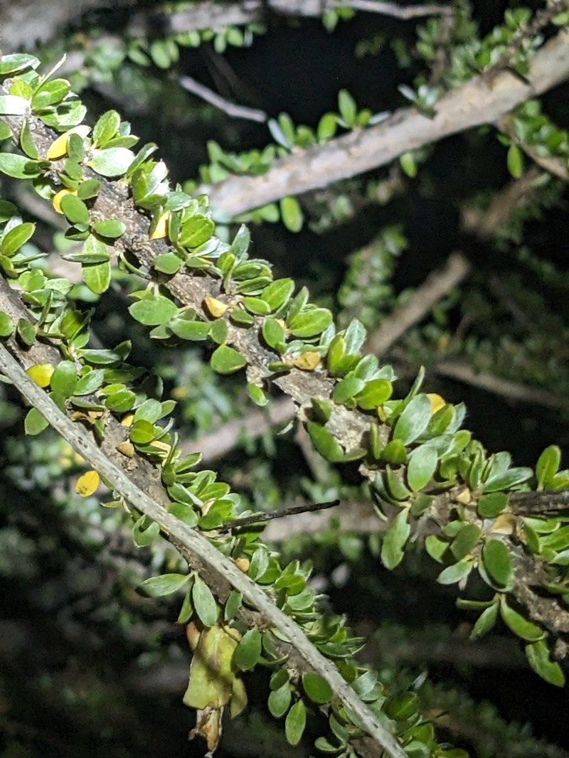 Macropteranthes montana photo 2