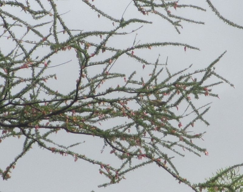 Macropteranthes montana photo 3