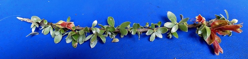 Macropteranthes montana photo 4