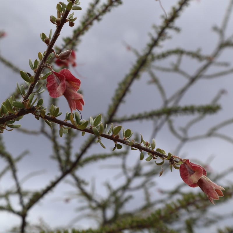 Macropteranthes montana photo 5