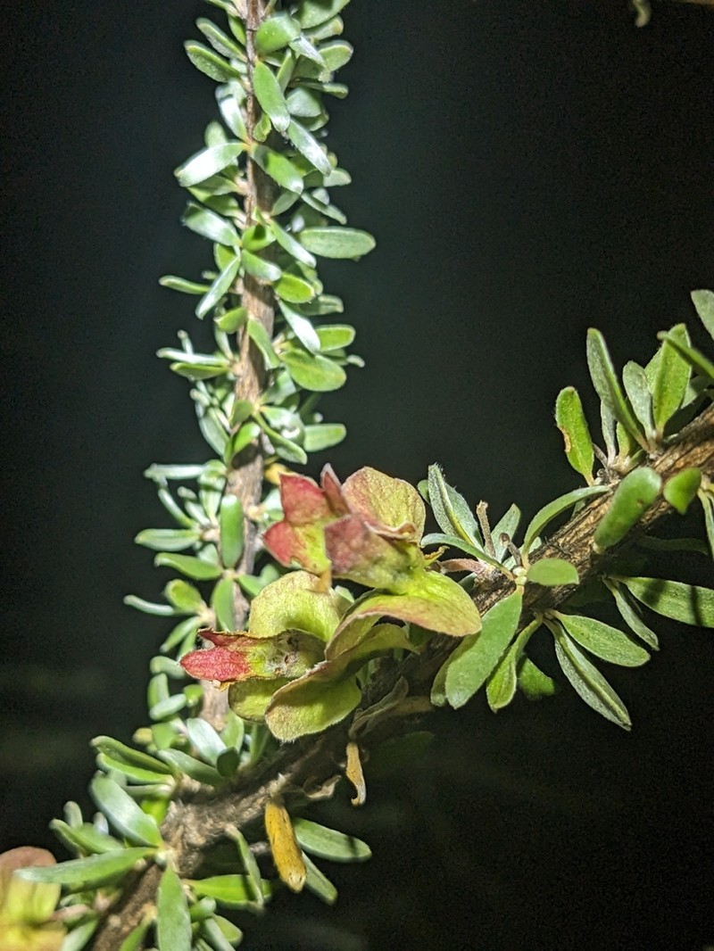 Macropteranthes montana photo 6