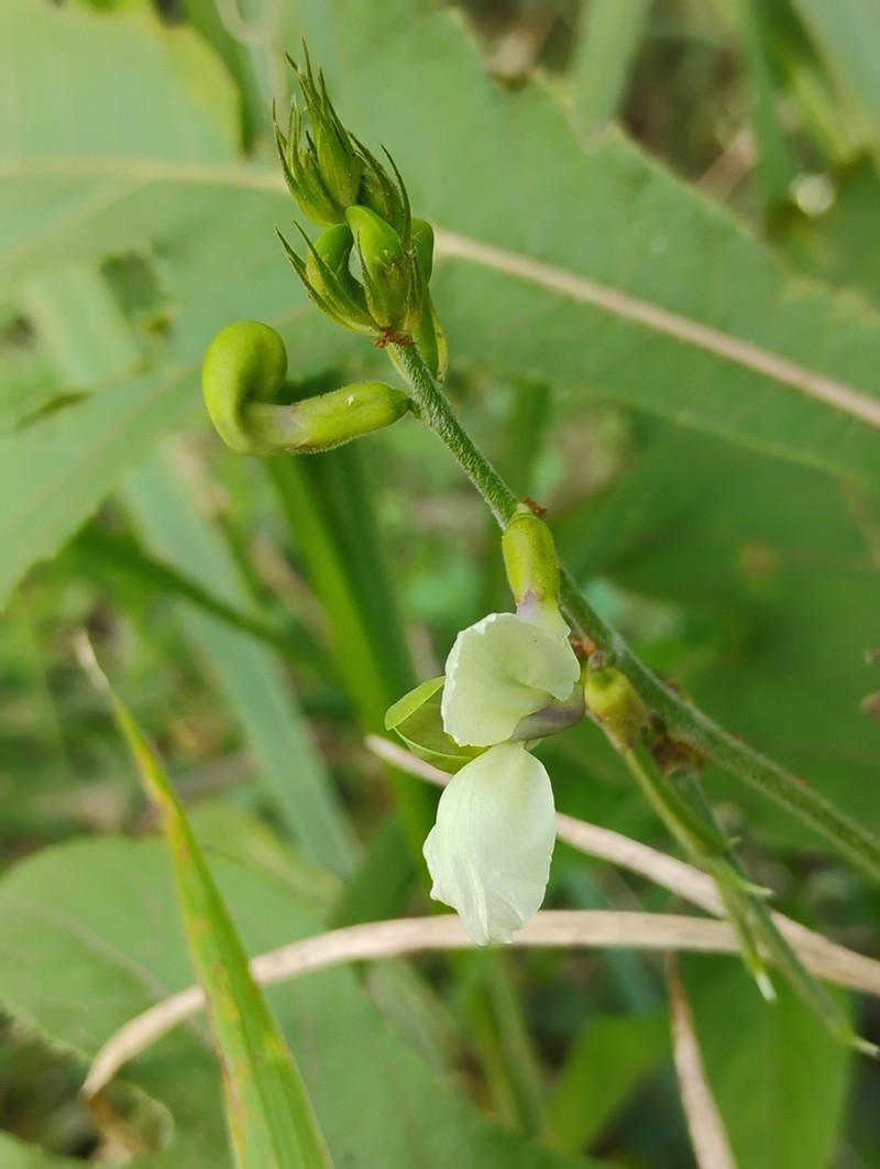 Macroptilium albidum