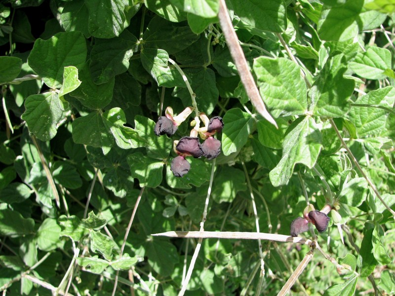 Purple Bushbean