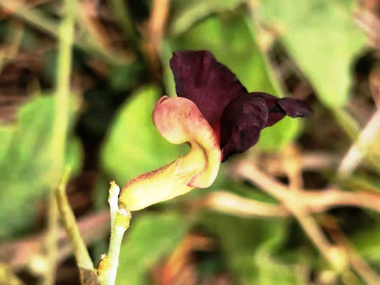 Purple Bushbean photo 3