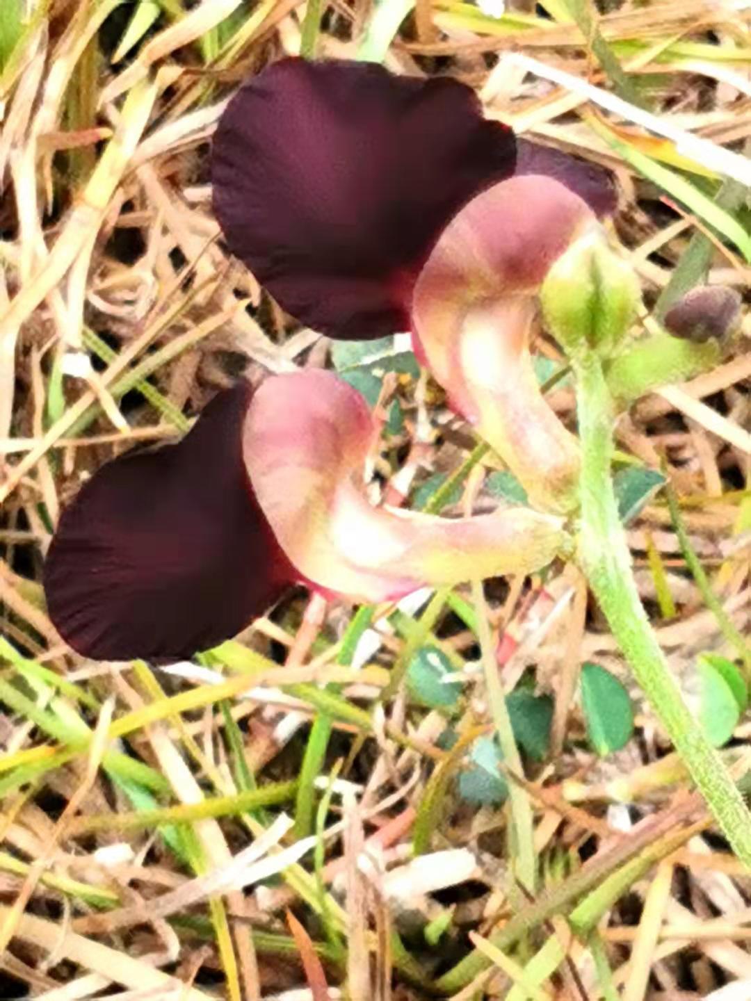 Purple Bushbean photo 4