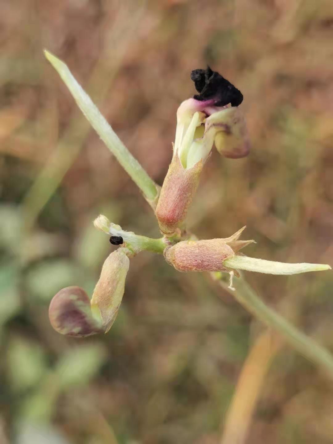 Purple Bushbean photo 5