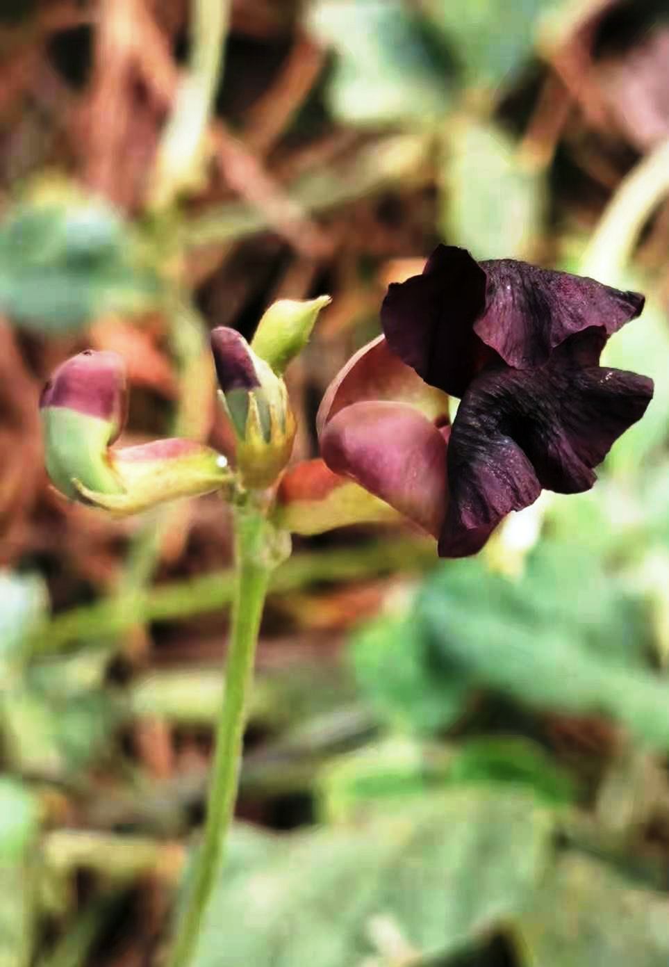 Purple Bushbean photo 6