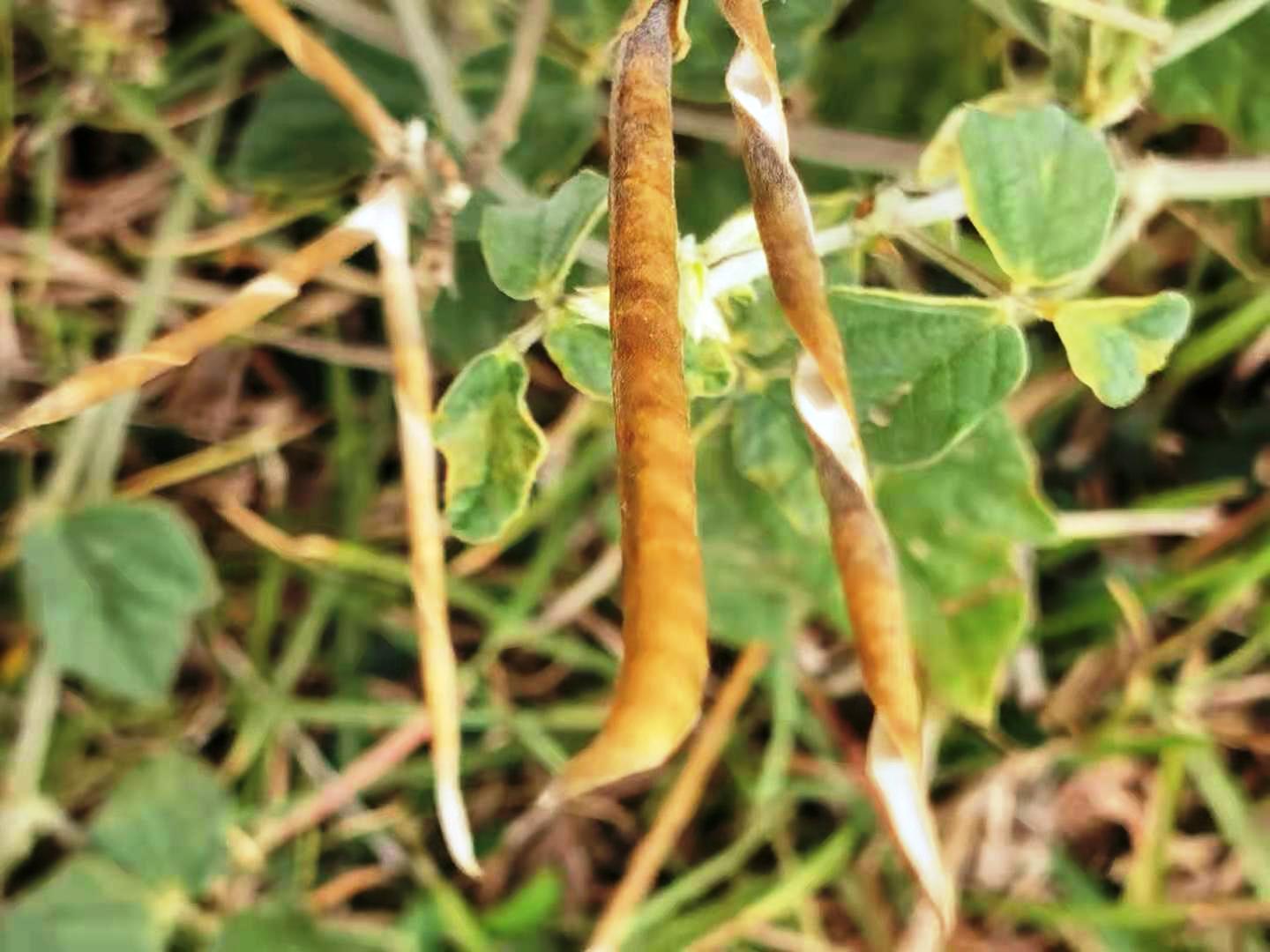 Purple Bushbean photo 7