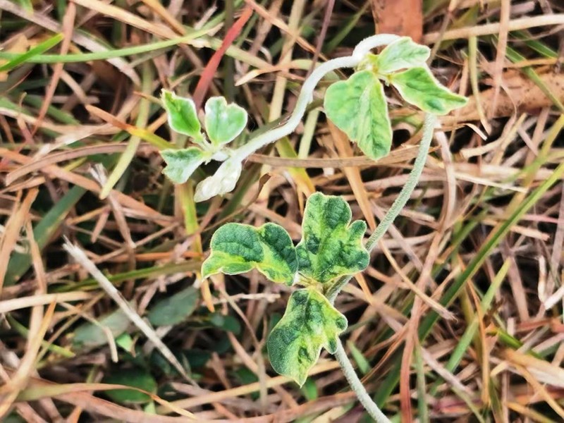 Purple Bushbean photo 8