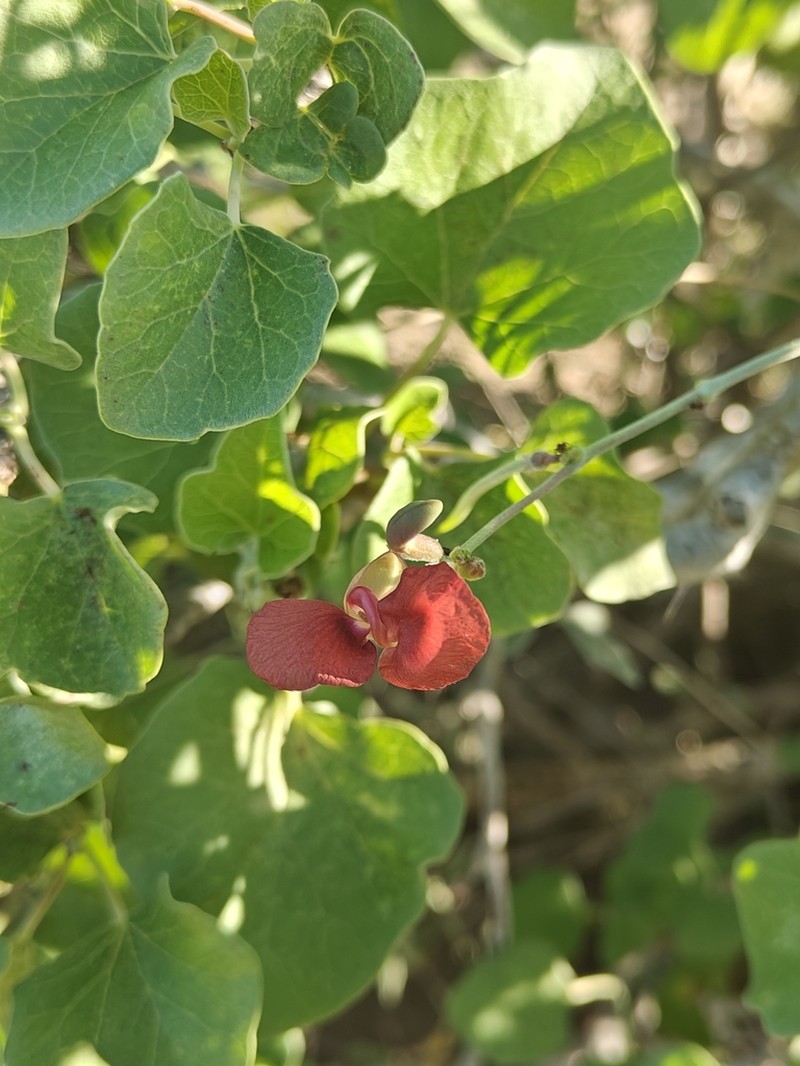 Macroptilium campestre