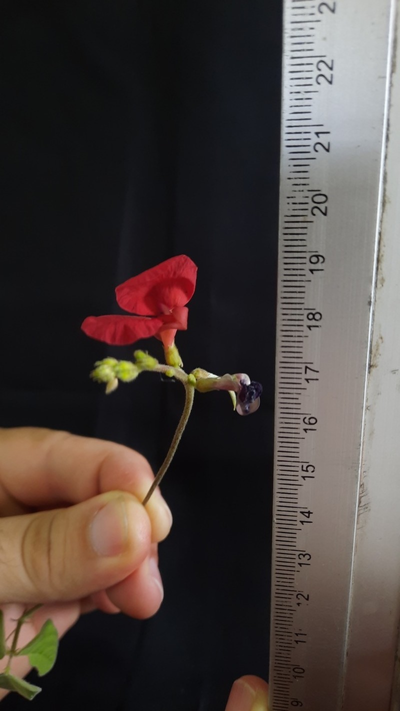 Macroptilium campestre photo 3