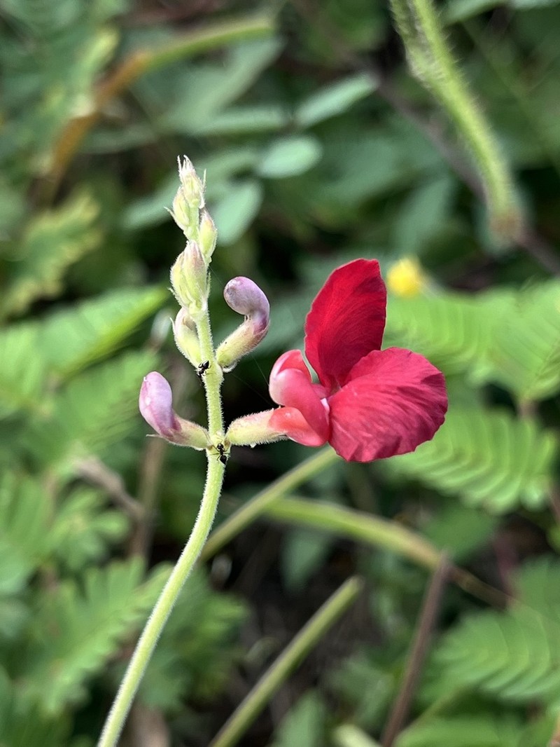 Macroptilium campestre photo 4