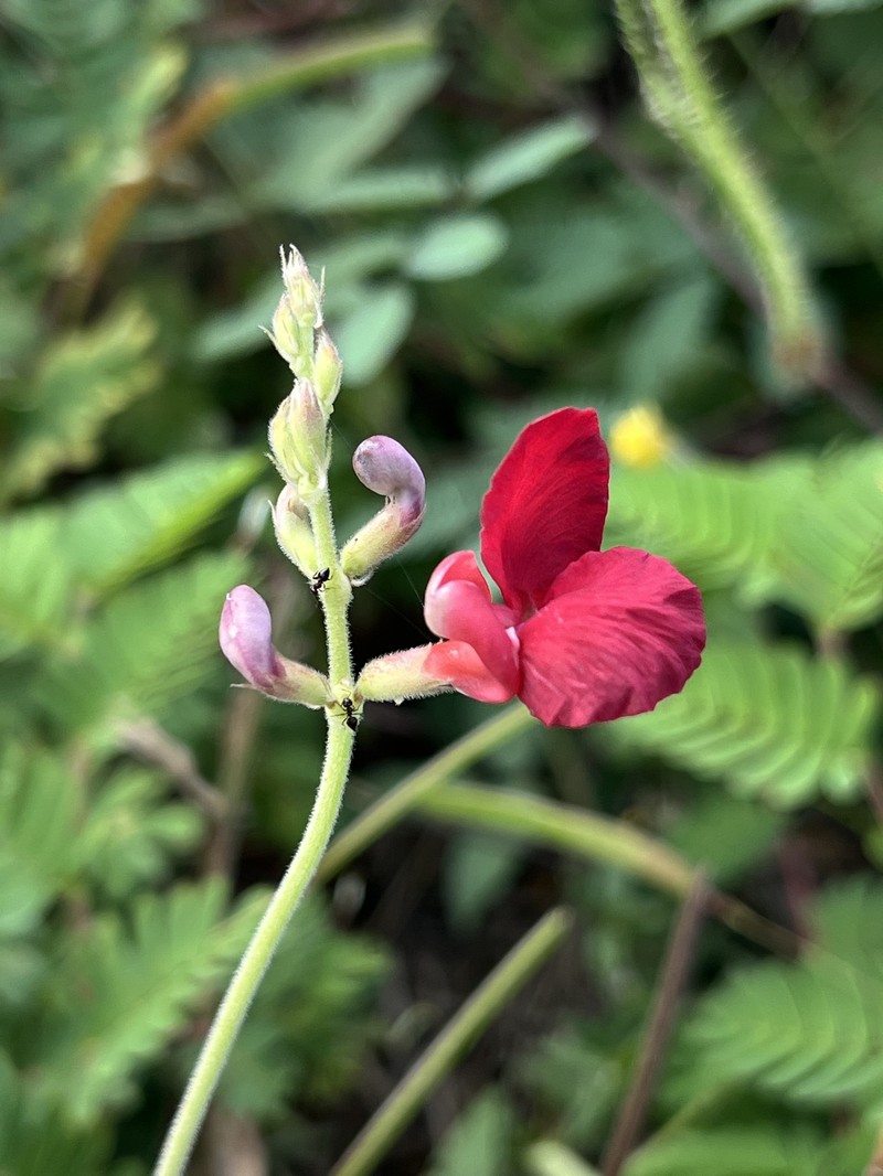Macroptilium campestre photo 6