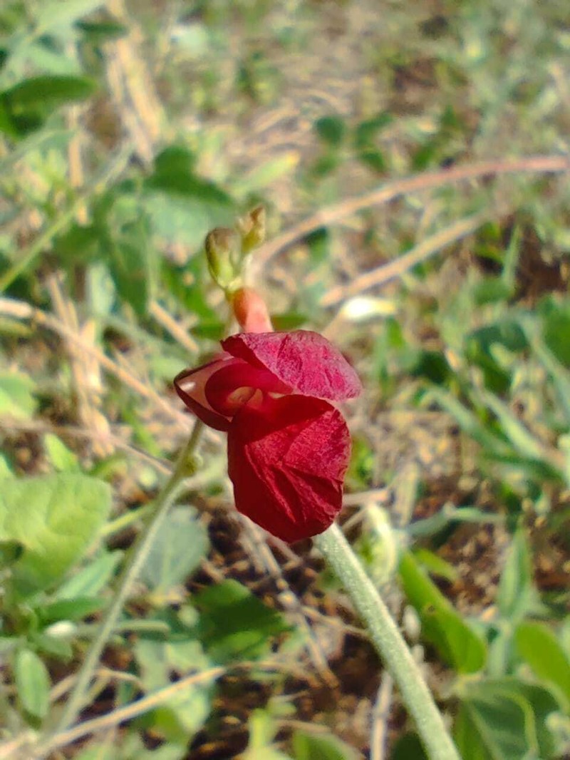 Macroptilium campestre photo 7