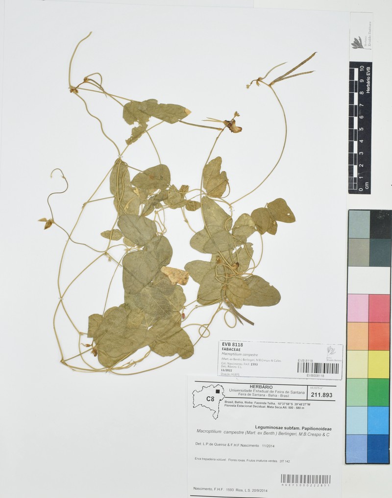 Macroptilium campestre photo 8