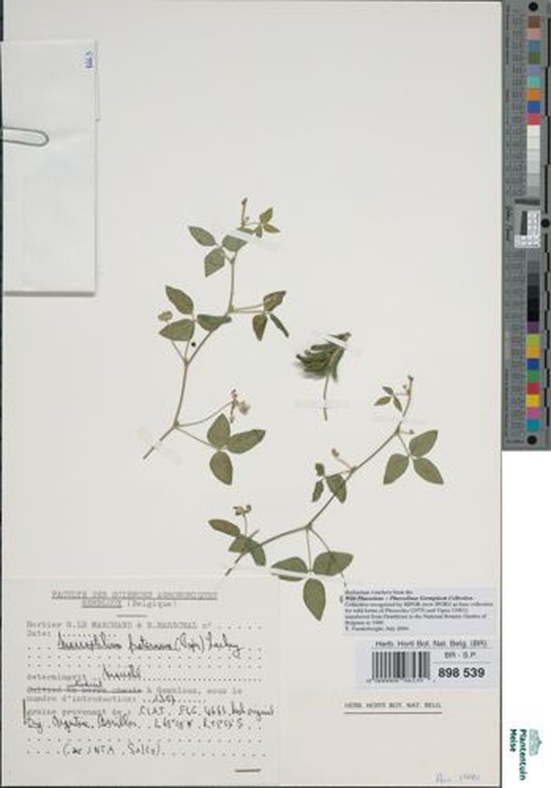 Macroptilium fraternum