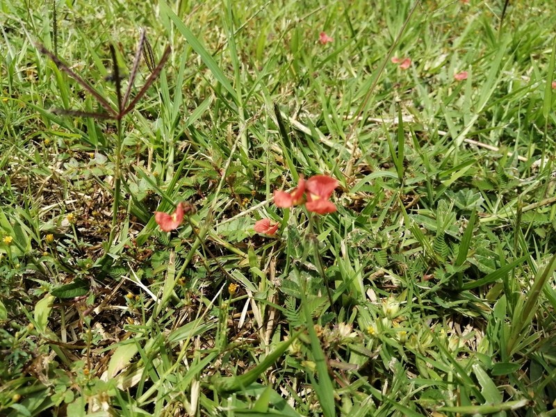Variableleaf Bushbean