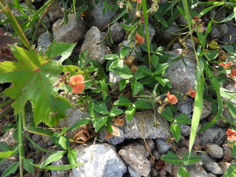 Variableleaf Bushbean photo 2