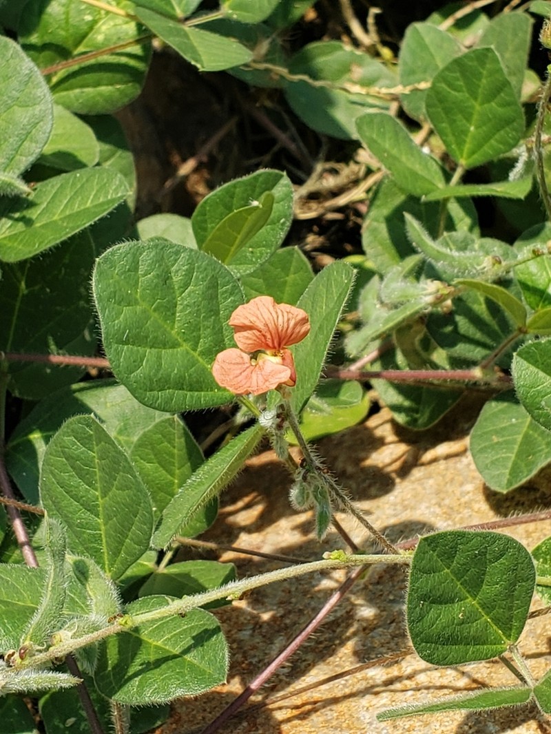 Variableleaf Bushbean photo 3