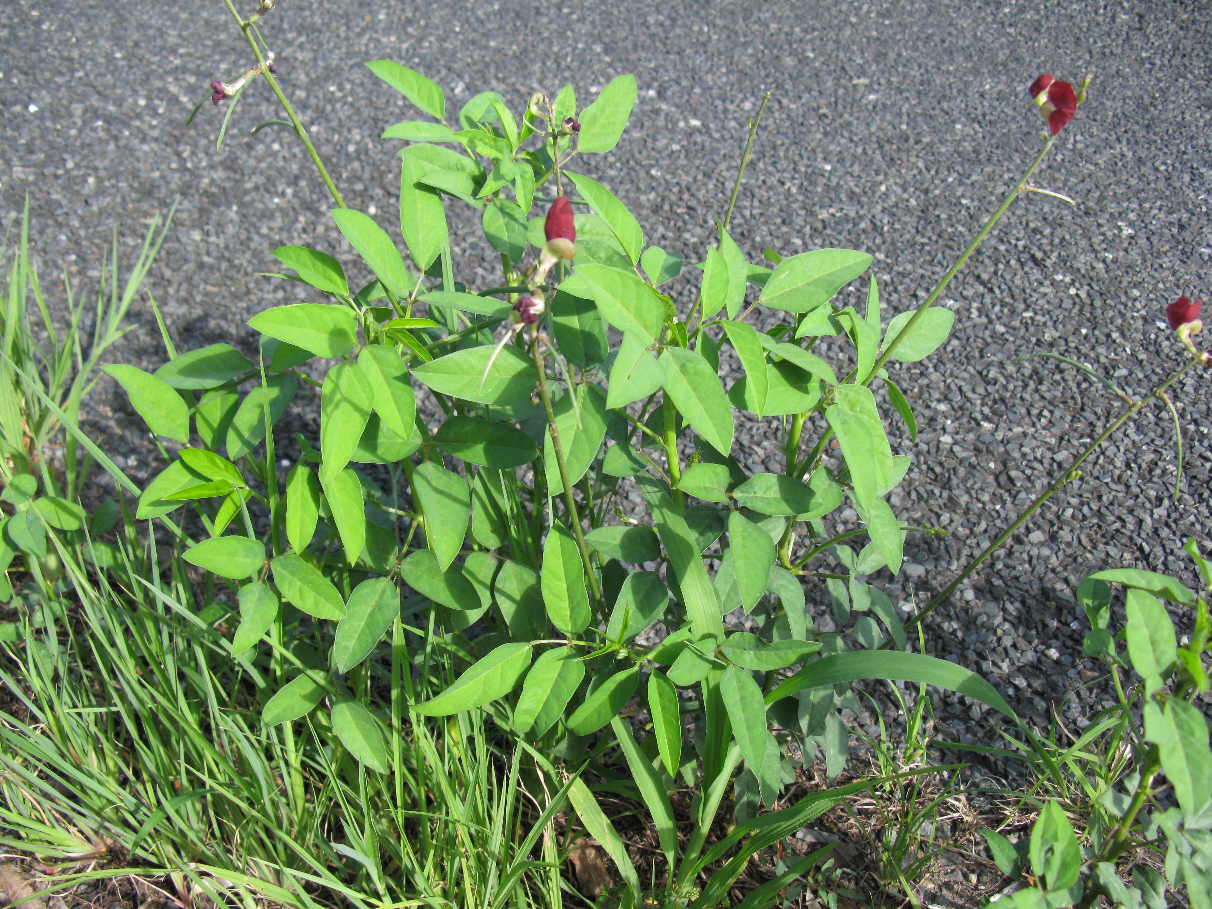 Wild Bushbean